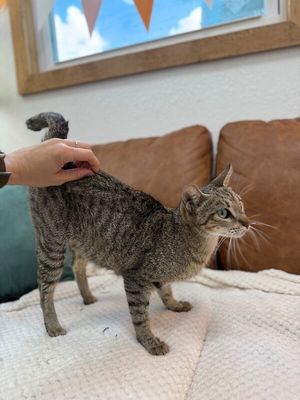 Buttercup Alvin thumbnail 3
