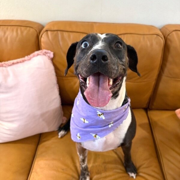 Betsy Blue, a Catahoula Leopard Dog dog