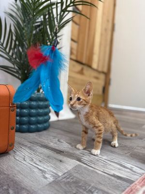 Quinn the Lion from Oz thumbnail 15