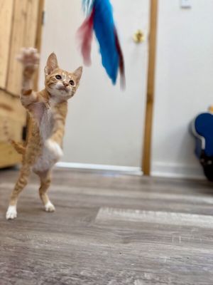 Quinn the Lion from Oz thumbnail 11
