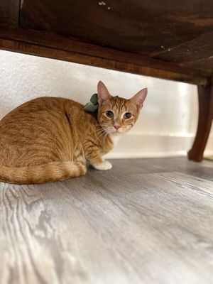 Quinn the Lion from Oz thumbnail 3