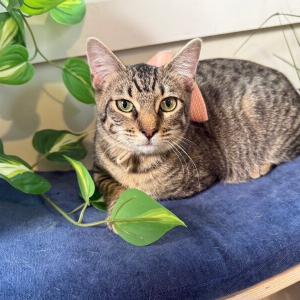 Pinky Gonzalez, a Domestic Short Hair cat