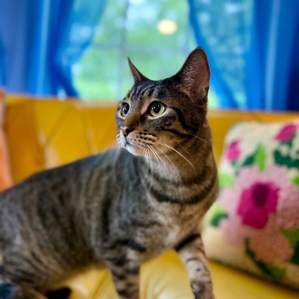Tiger Gonzalez, a Domestic Short Hair cat