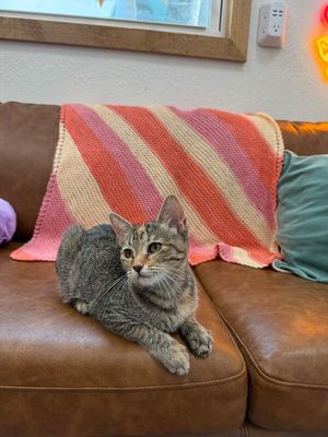 Nashville your personal lifeguard Kitty thumbnail 11
