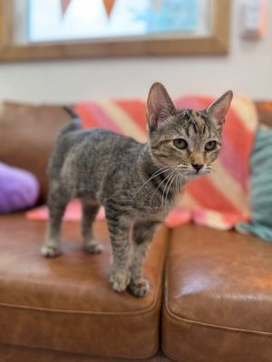 Nashville your personal lifeguard Kitty thumbnail 5