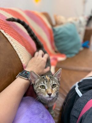 Nashville your personal lifeguard Kitty thumbnail 6