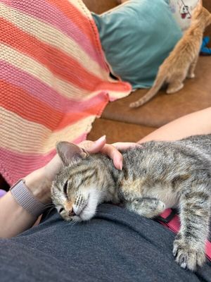 Nashville your personal lifeguard Kitty thumbnail 3