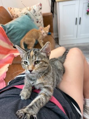 Nashville your personal lifeguard Kitty thumbnail 9