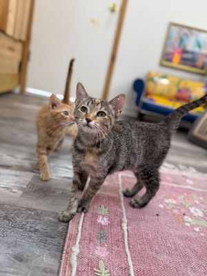 Nashville your personal lifeguard Kitty thumbnail 10