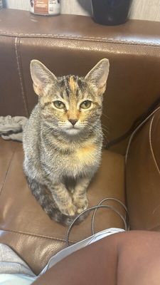 Nashville your personal lifeguard Kitty thumbnail 4