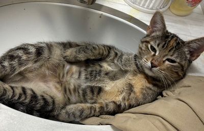 Nashville your personal lifeguard Kitty thumbnail 12