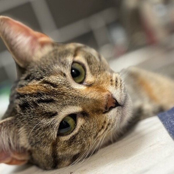 Nashville your personal lifeguard Kitty, a Domestic Short Hair cat