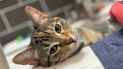 Nashville your personal lifeguard Kitty thumbnail 1