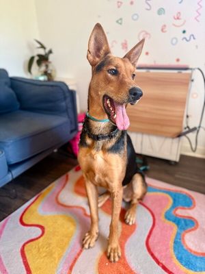 Becca Boo Loves Bigger than her EARS! thumbnail 1
