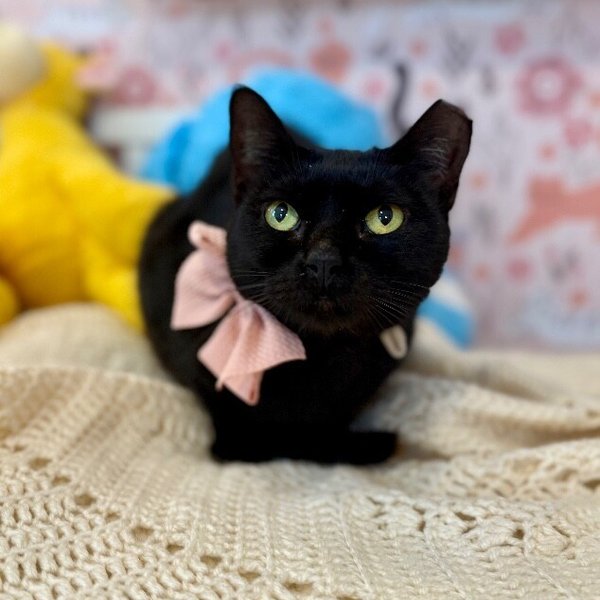 Annabelle Daniel, a Domestic Short Hair cat