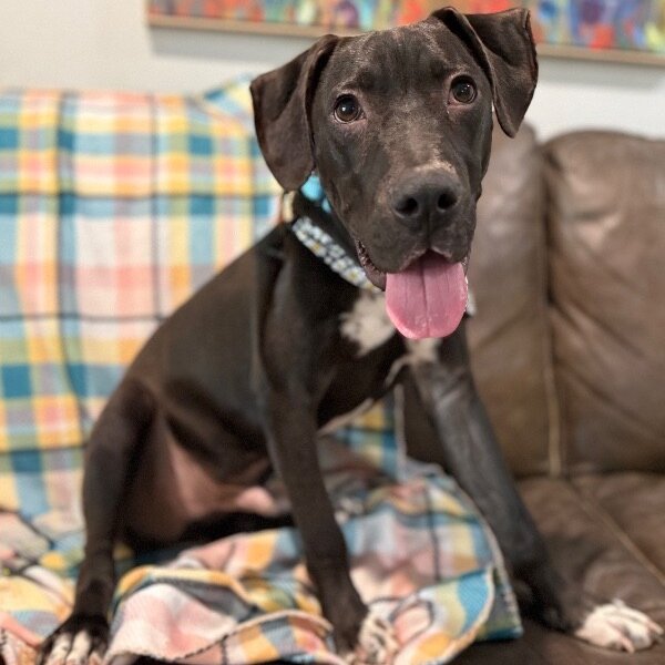 Happy Hanky Wiggles of Joy, a Pit Bull Terrier dog
