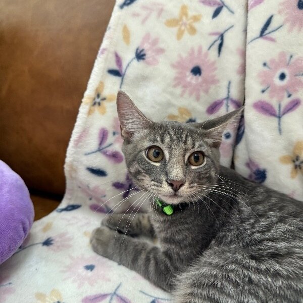 Collins Clark, a Domestic Short Hair cat