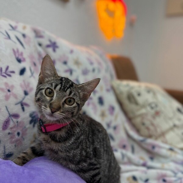 Cameron Clark, a Domestic Short Hair cat