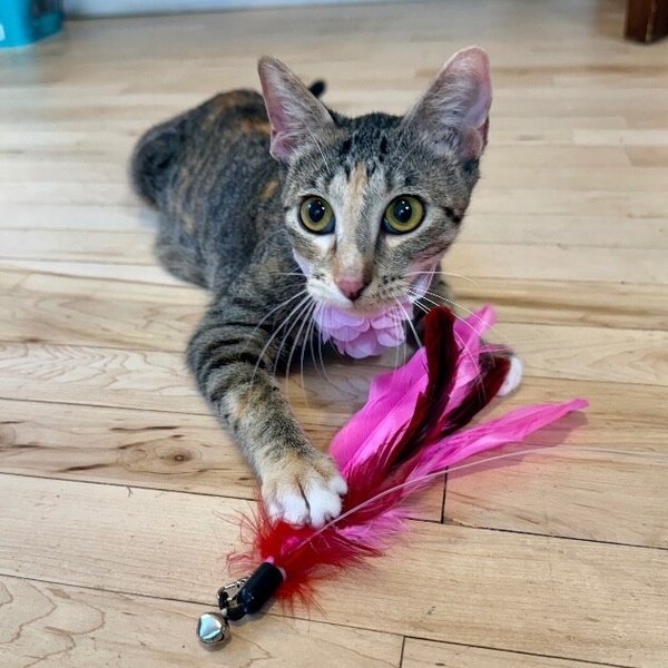 Watermelon Sugar, a Domestic Short Hair cat