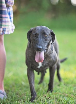 Shana Grace the Brindle Beauty thumbnail 11