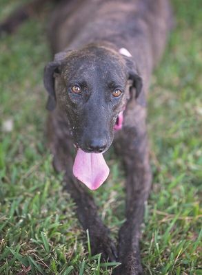 Shana Grace the Brindle Beauty thumbnail 15