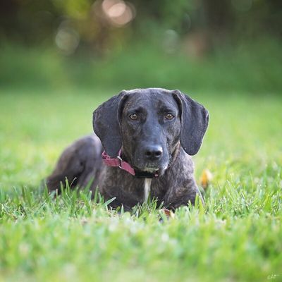 Shana Grace the Brindle Beauty thumbnail 1