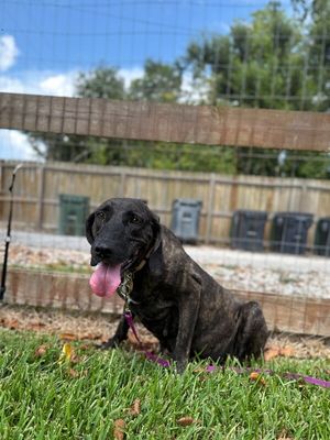 Shana Grace the Brindle Beauty thumbnail 9
