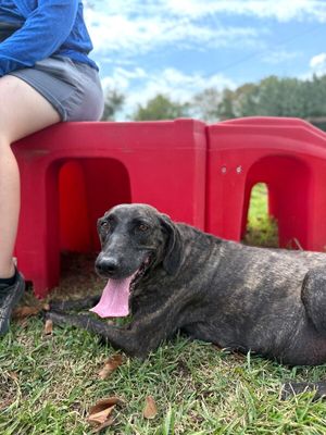 Shana Grace the Brindle Beauty thumbnail 13
