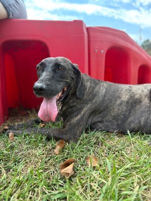 Shana Grace the Brindle Beauty thumbnail 8