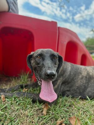 Shana Grace the Brindle Beauty thumbnail 5