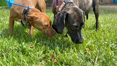 Shana Grace the Brindle Beauty thumbnail 3