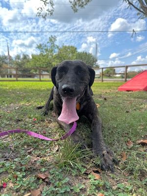 Shana Grace the Brindle Beauty thumbnail 14