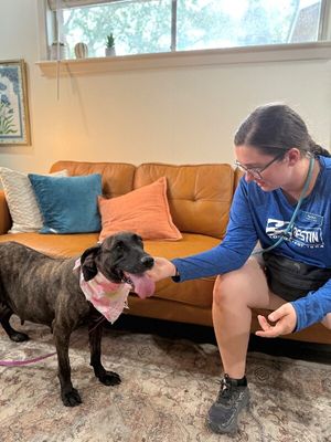 Shana Grace the Brindle Beauty thumbnail 2