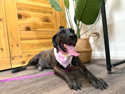 Shana Grace the Brindle Beauty thumbnail 7