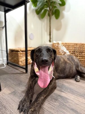 Shana Grace the Brindle Beauty thumbnail 4