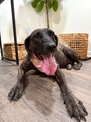 Shana Grace the Brindle Beauty thumbnail 12