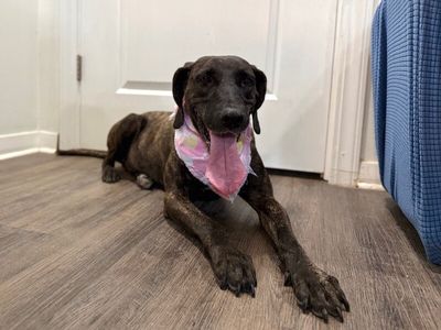 Shana Grace the Brindle Beauty thumbnail 6