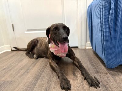 Shana Grace the Brindle Beauty thumbnail 10
