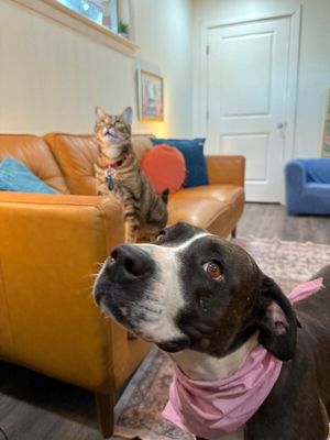 Mabel Loves Stuffies thumbnail 8