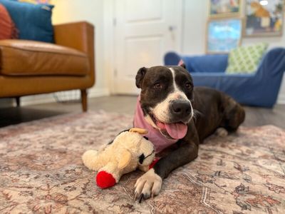 Mabel Loves Stuffies thumbnail 14