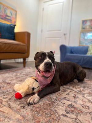 Mabel Loves Stuffies thumbnail 5
