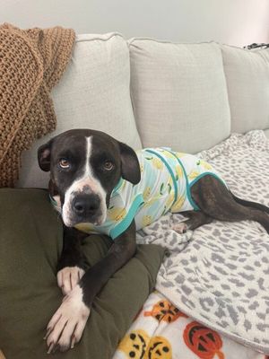 Mabel Loves Stuffies thumbnail 13