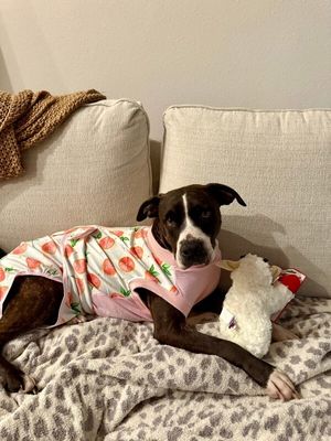 Mabel Loves Stuffies thumbnail 1