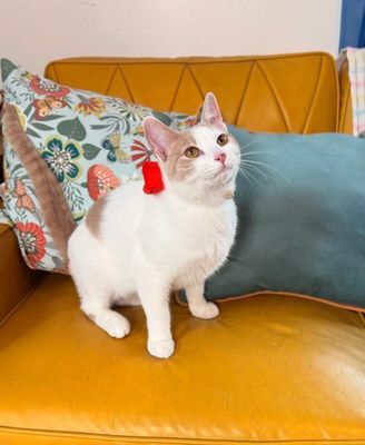 Mr Bigglesworth thumbnail 5