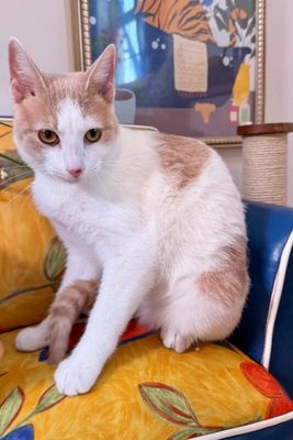 Mr Bigglesworth thumbnail 6