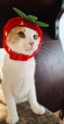Mr Bigglesworth thumbnail 2
