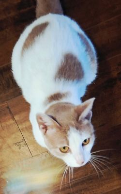 Mr Bigglesworth thumbnail 4