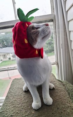 Mr Bigglesworth thumbnail 3
