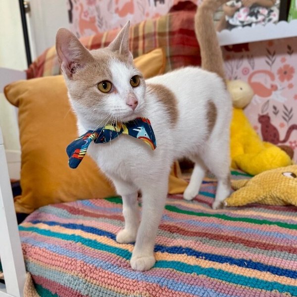 Mr Bigglesworth, a Domestic Short Hair cat