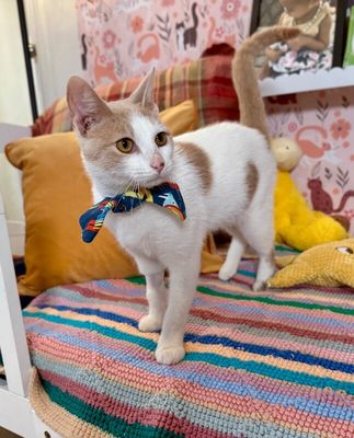 Mr Bigglesworth thumbnail 1